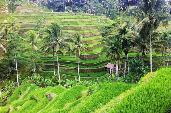 Sengkedan Sawah Bali sing endah